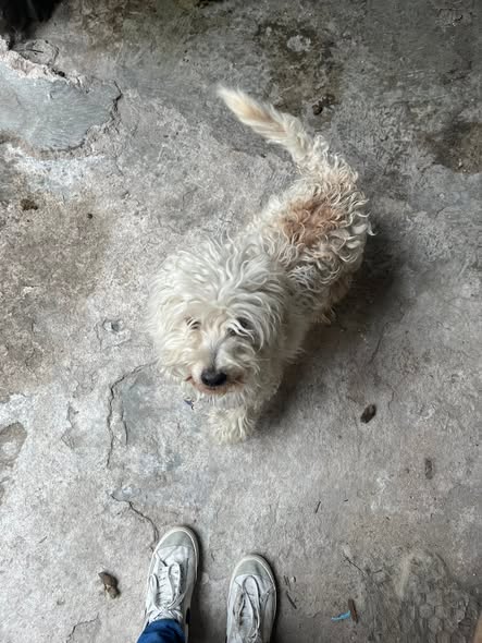 Mixed Breed