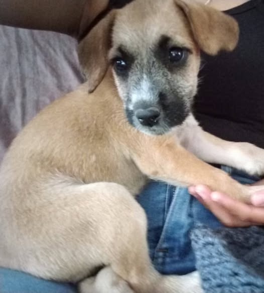 Mixed Breed