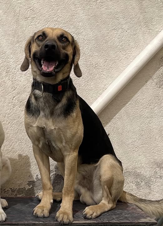 Mixed Breed