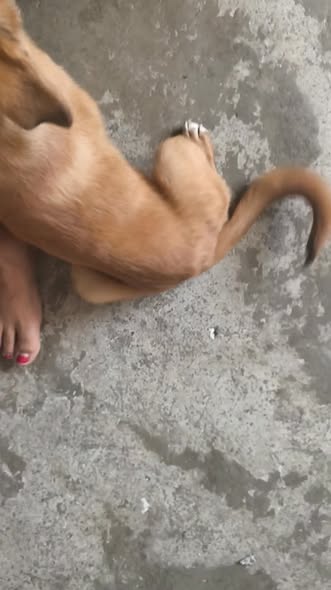 Mixed Breed