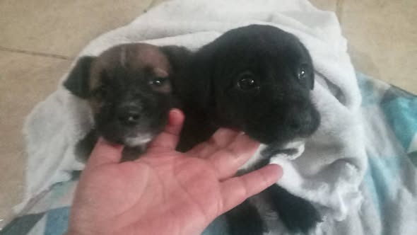 Mixed Breed