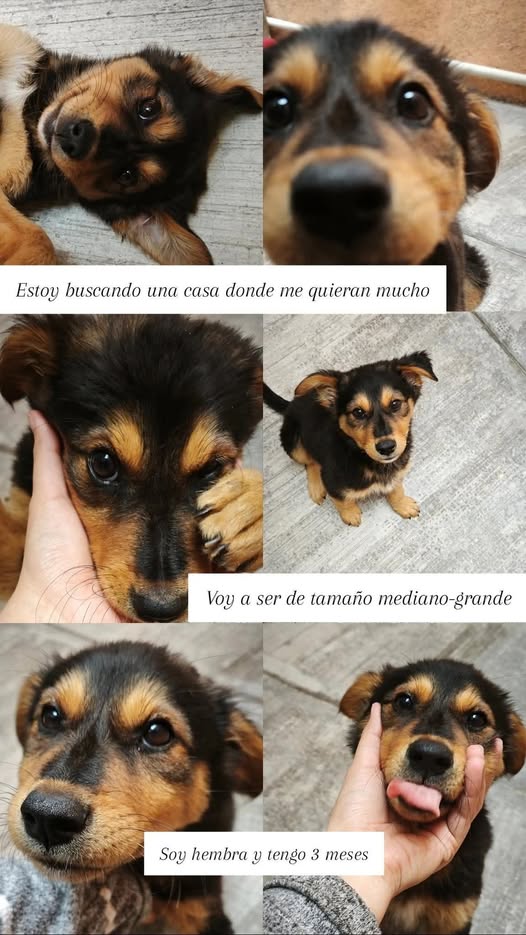 Mixed Breed