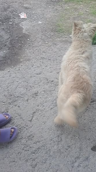 Mixed Breed