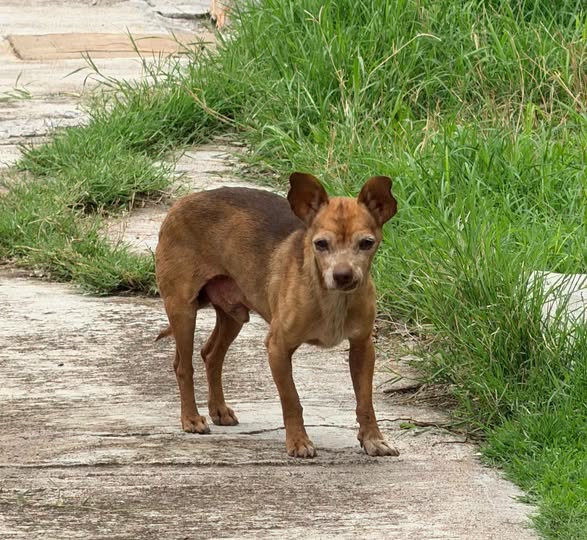 Chihuahua