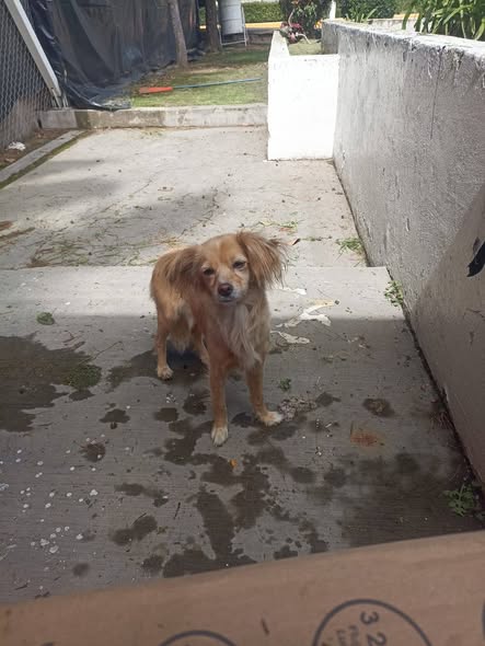 Mixed Breed