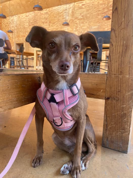 Chihuahua