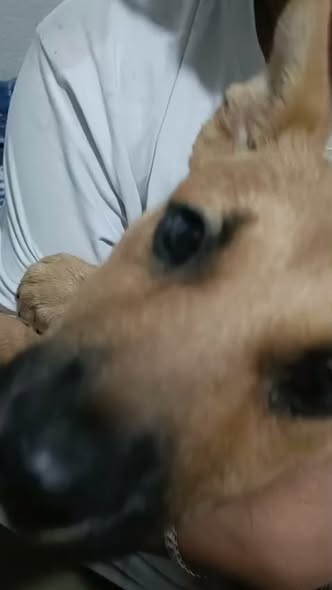Mixed Breed