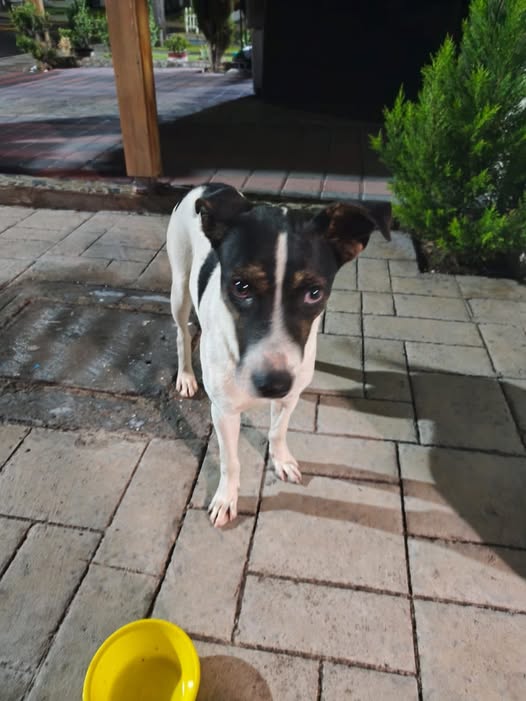 Mixed Breed