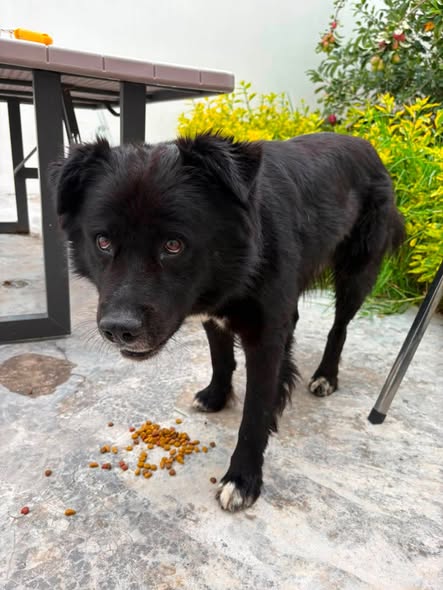 Mixed Breed