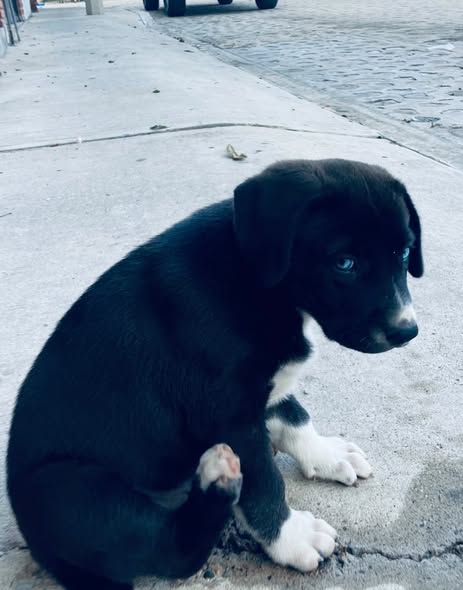 Mixed Breed