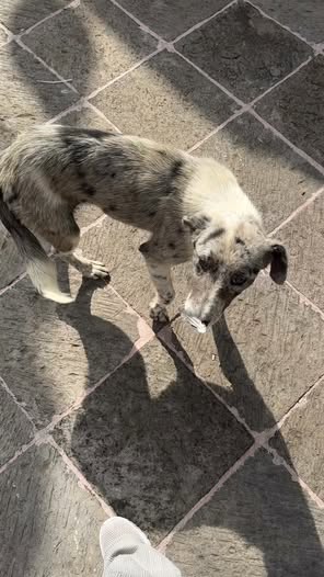 Mixed Breed