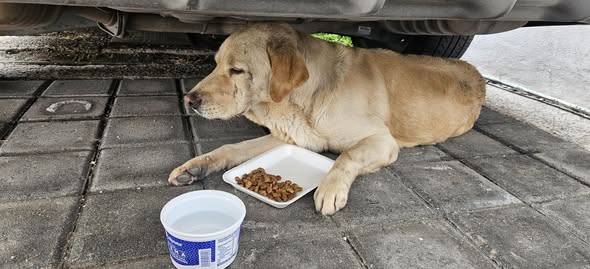 Labrador Retriever