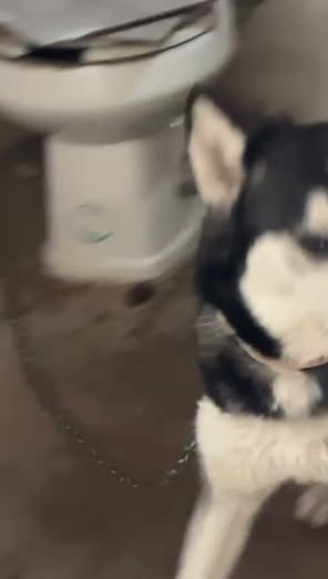 Siberian Husky