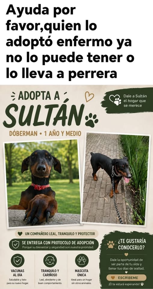 Doberman