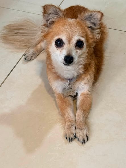 Mixed Breed