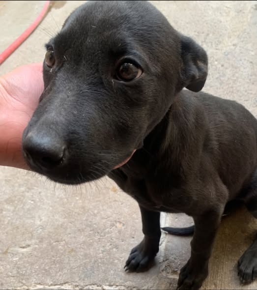 Mixed Breed
