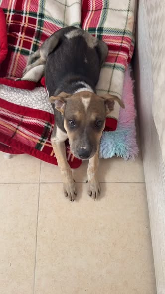 Mixed Breed