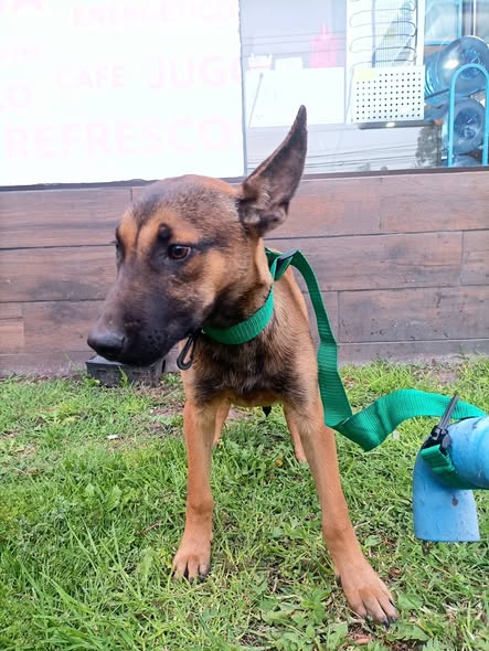 Belgian Malinois