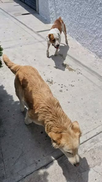 Mixed Breed