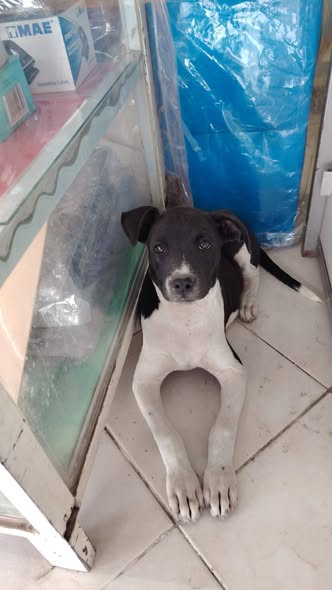 Mixed Breed