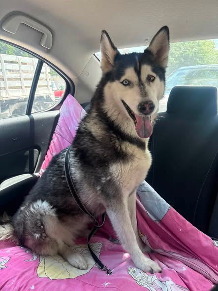 Siberian Husky