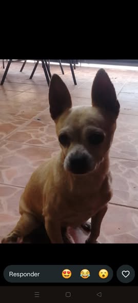 Chihuahua