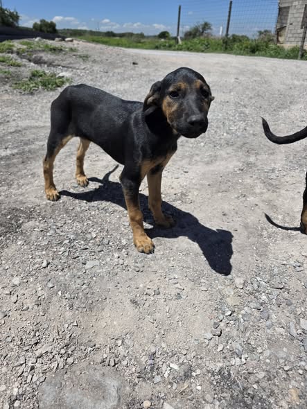 Mixed Breed