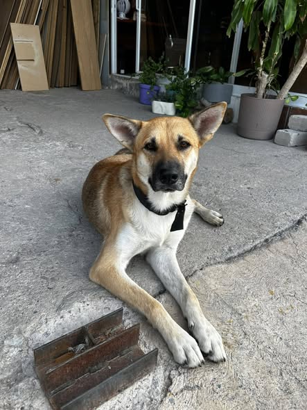 Mixed Breed