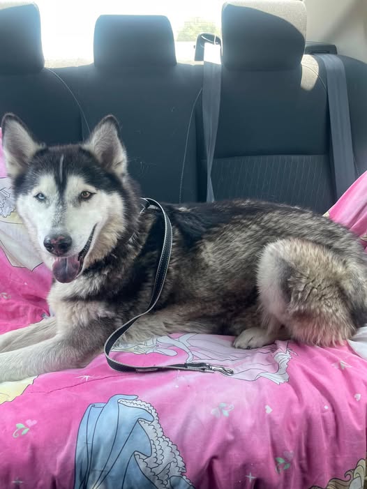 Siberian Husky
