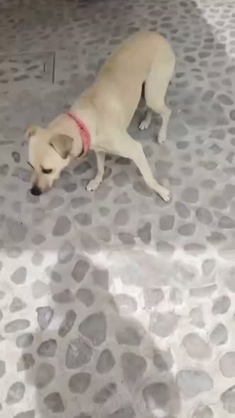 Mixed Breed