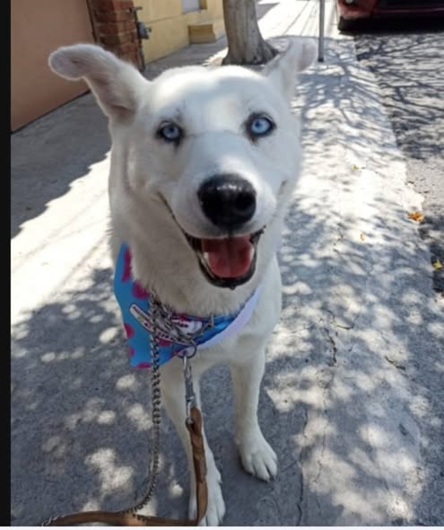 Siberian Husky