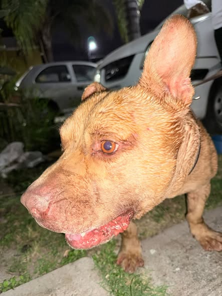 Mixed Breed