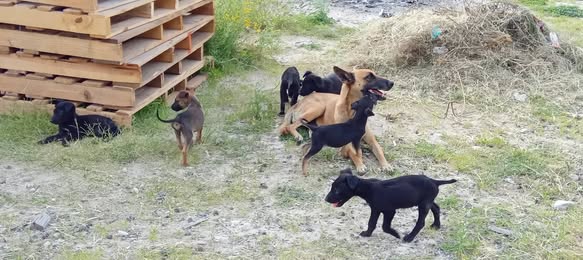 Mixed Breed