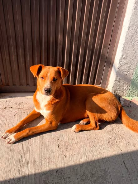 Mixed Breed