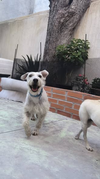 Perro en adopción