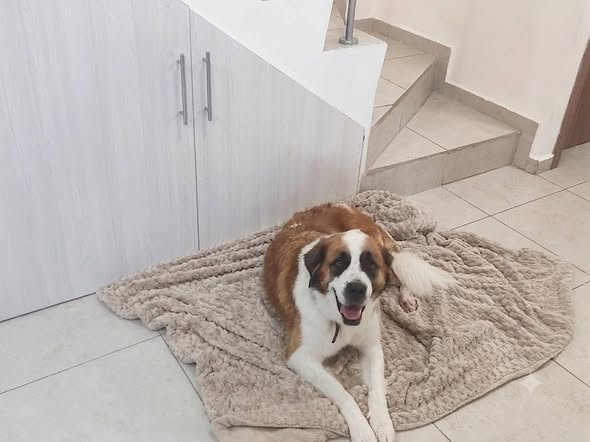 Perro en adopción