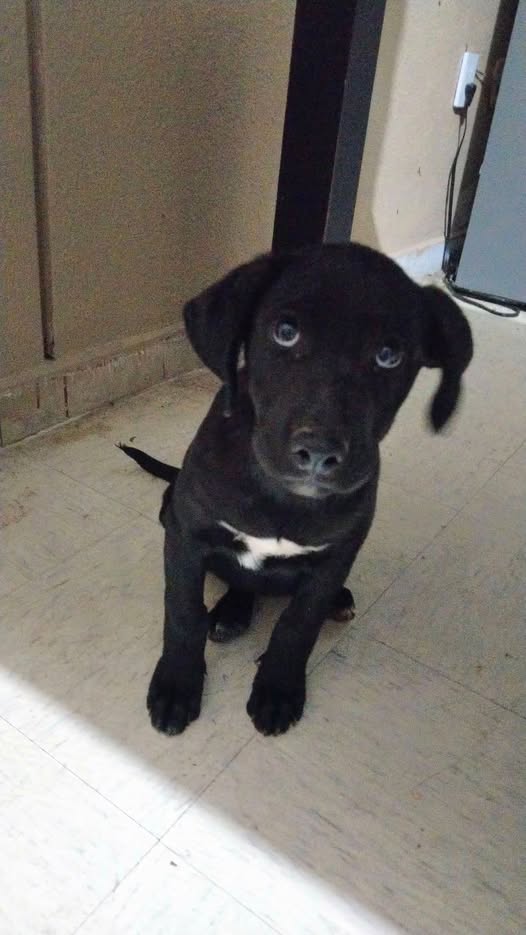 Perro en adopción