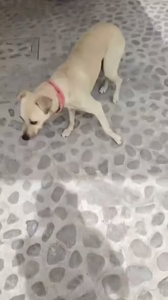 Perro en adopción
