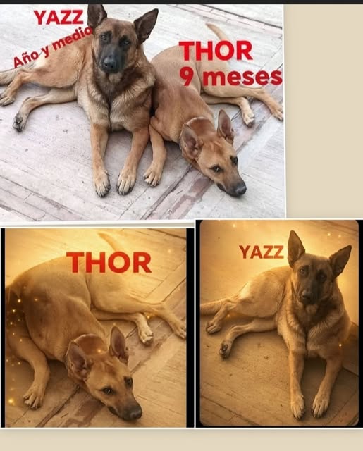 Dog for adoption