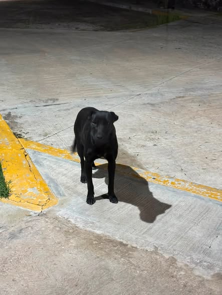 Dog for adoption