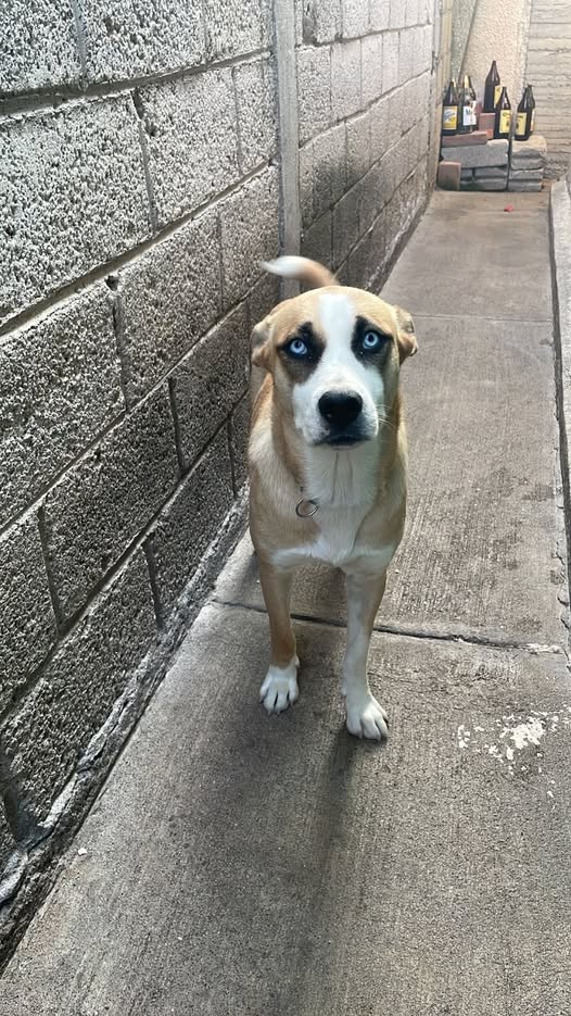 Perro en adopción