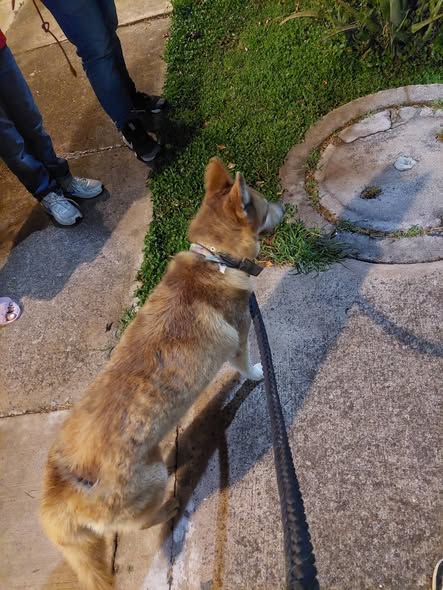 Dog for adoption
