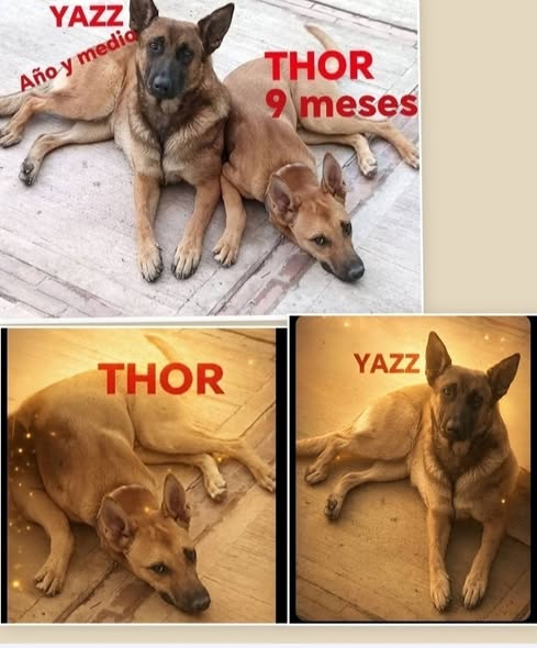 Perro en adopción