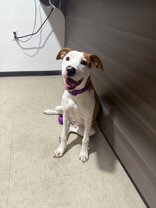 Perro en adopción