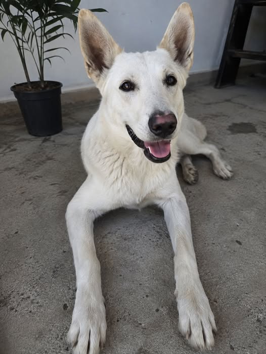 Perro en adopción