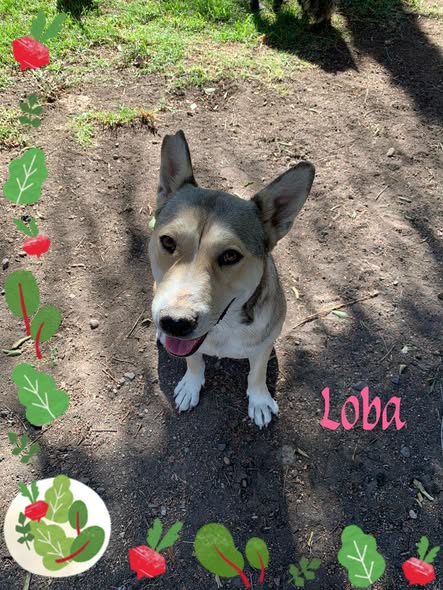 Perro en adopción