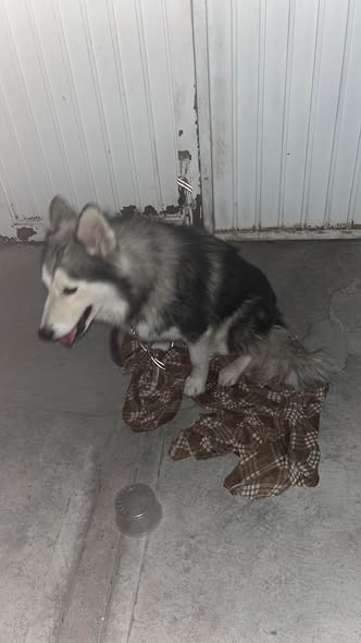 Dog for adoption