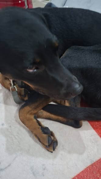 Perro en adopción