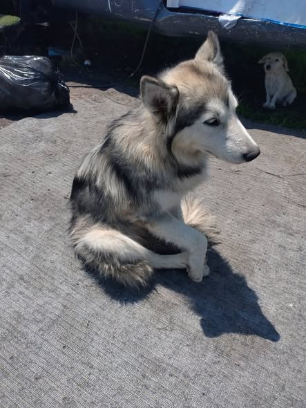 Perro en adopción