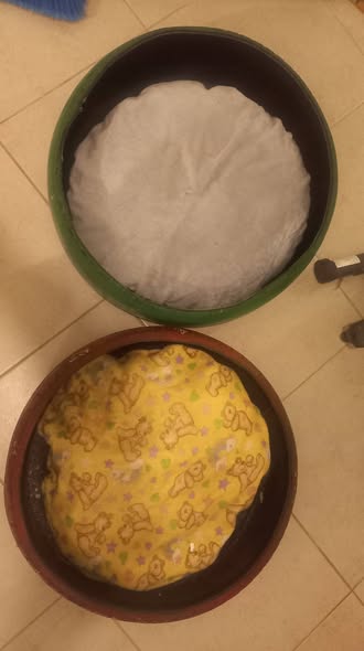 Perro en adopción
